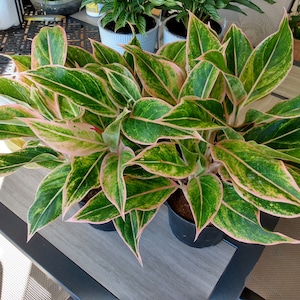 Aglaonema Pink Aurora - 1 small rooted plant + 1 free cutting