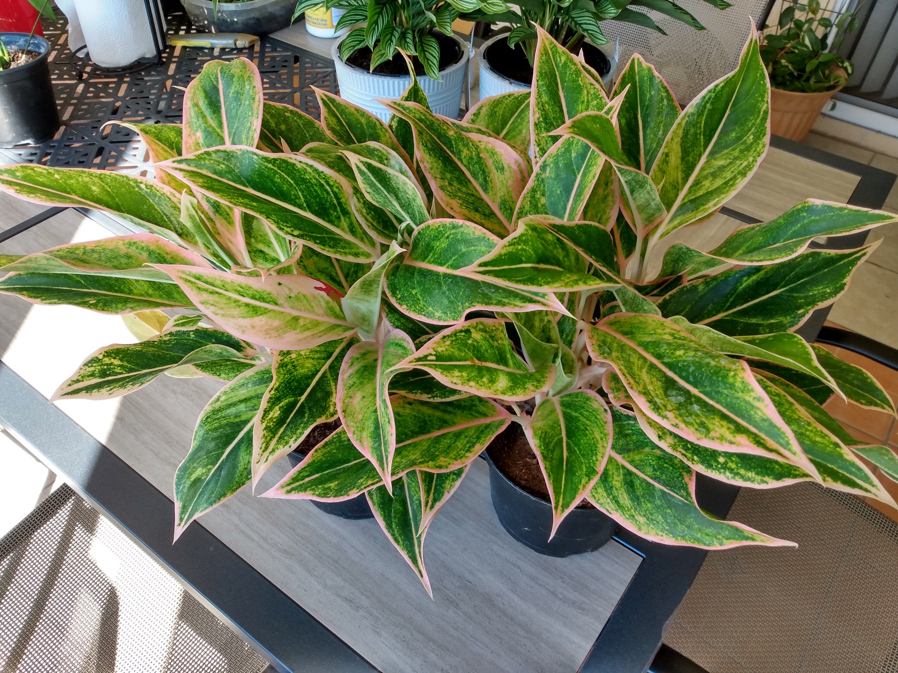 Aglaonema Pink Aurora - 1 Small Rooted Plant - Etsy