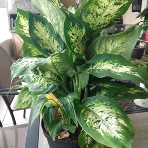 Dieffenbachia Dumb Cane exotica - 1 small rooted plant  + 1 free cutting