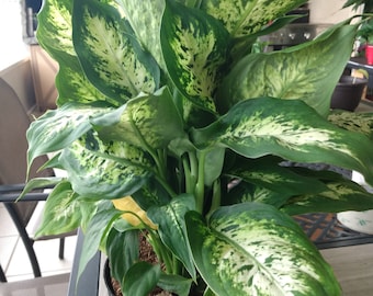 May include: A potted Dieffenbachia plant with large, variegated leaves. The leaves are a vibrant green with irregular patterns of creamy white and yellow. The plant is in a black plastic pot, sitting on a light-colored table.