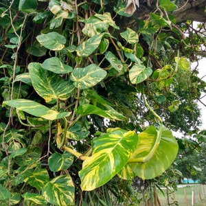 Giant Hawaiian golden Pothos 1 Node cutting rooted + 1 cutting free