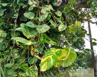 Giant Hawaiian Golden Pothos Rooted Cutting + Free Cutting