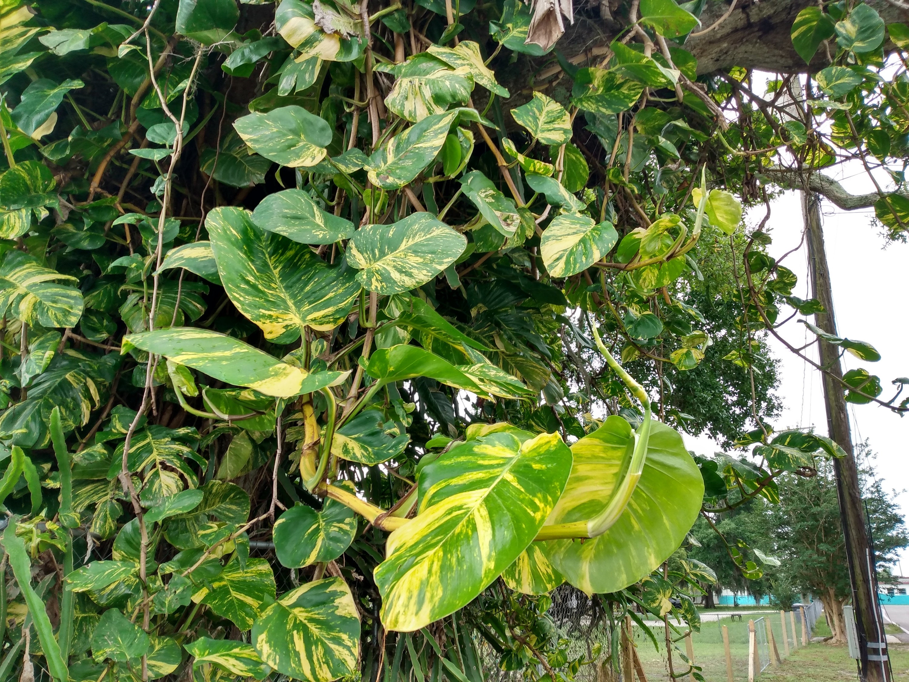 Giant Hawaiian Golden Pothos Rooted Cutting + Free Cutting - Etsy