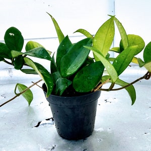 Hoya Jade, Hoya Carnosa - 1 planta pequeña enraizada