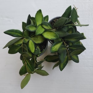 May include: Overhead view of two potted Hoya plants. The leaves are a mix of dark green and vibrant yellow-green, creating a striking contrast. The plants are in black pots, set against a white background. The leaves have a waxy appearance.