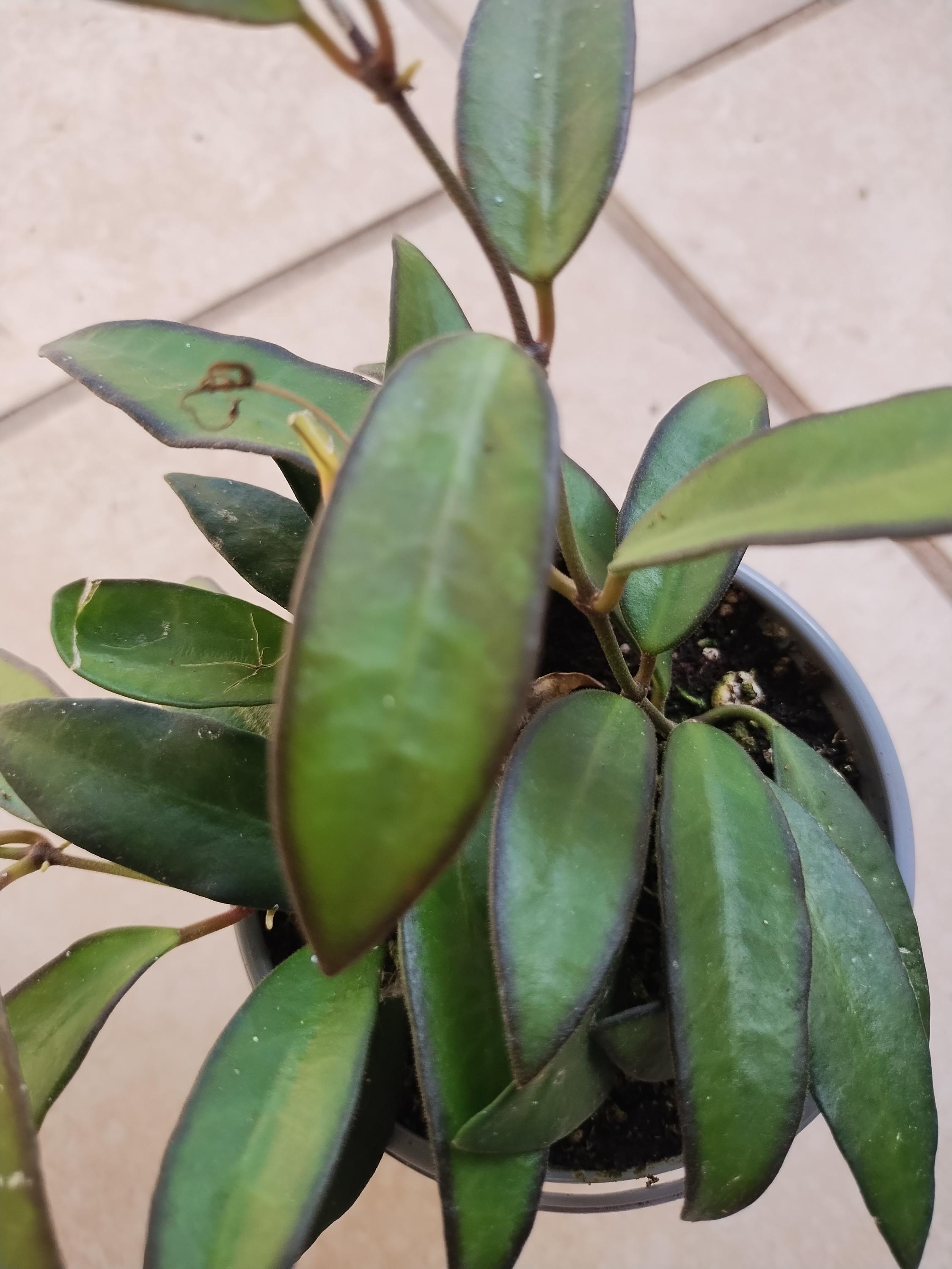 Adrift Hoya -1 Small Rooted plant + 1 free cutting