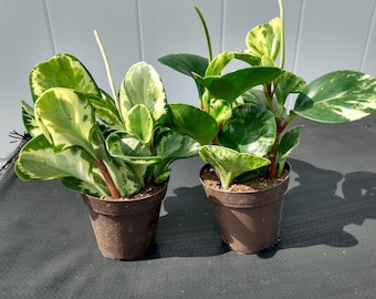 Peperomia marble plant - 1 small plant rooted + 1 free cutting