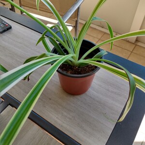 Variegated Spider Plant – Green and White Stripped Foliage, Small Rooted Plant image 2
