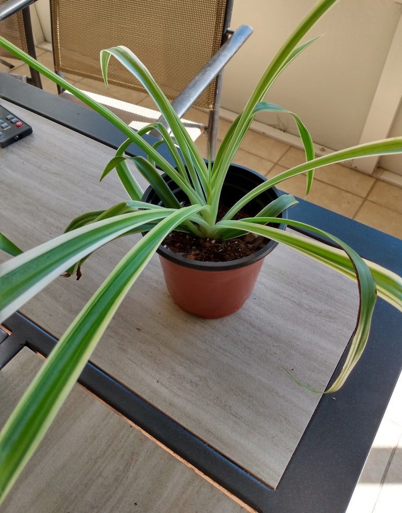 Variegated Spider Plant – Green and White Stripped Foliage, Small Rooted Plant image 2