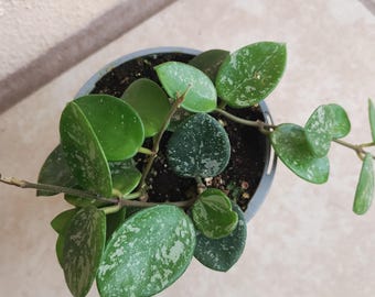 Hoya Mathilde Splash - 1 small plant rooted