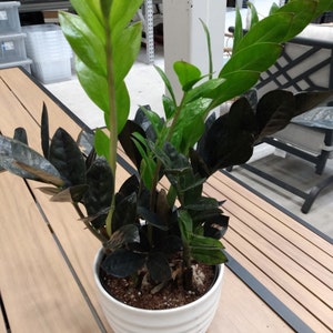Black Raven ZZ - 1 Planta pequeña enraizada + 1 esqueje libre