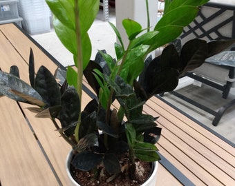 Black Raven ZZ - 1 small rooted plant