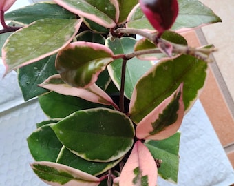 Hoya Flamingo Dream- 1 started plant rooted