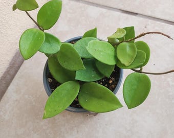 Hoya Chouke - 1 small rooted plant