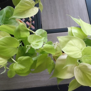 May include: A close-up of a potted golden pothos plant with bright yellow-green leaves. The plant is growing in a black pot and is spilling over the edge of the pot.