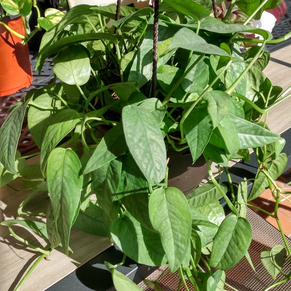 Cebu Blue Pothos 1 cutting rooted + 1 cutting free