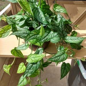 May include: A hanging plant with large, heart-shaped, silver-green leaves. The plant is in a brown pot and is hanging from a black cord.