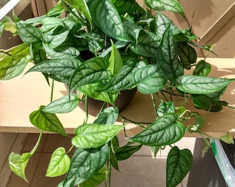 Monstera Siltepecana - 1 starter rooted plant