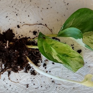 May include: A variegated houseplant with green and white leaves and a large root ball. The plant is on a white surface.