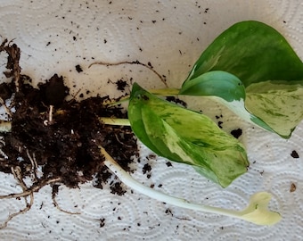 Manjula Pothos Rooted Cutting + Bonus Cutting