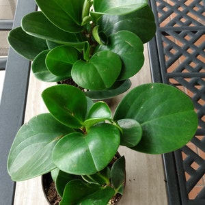 May include: Two potted Peperomia plants with large, round, glossy, dark green leaves. The plants are in small black pots, set on a light-colored surface next to a black metal table.