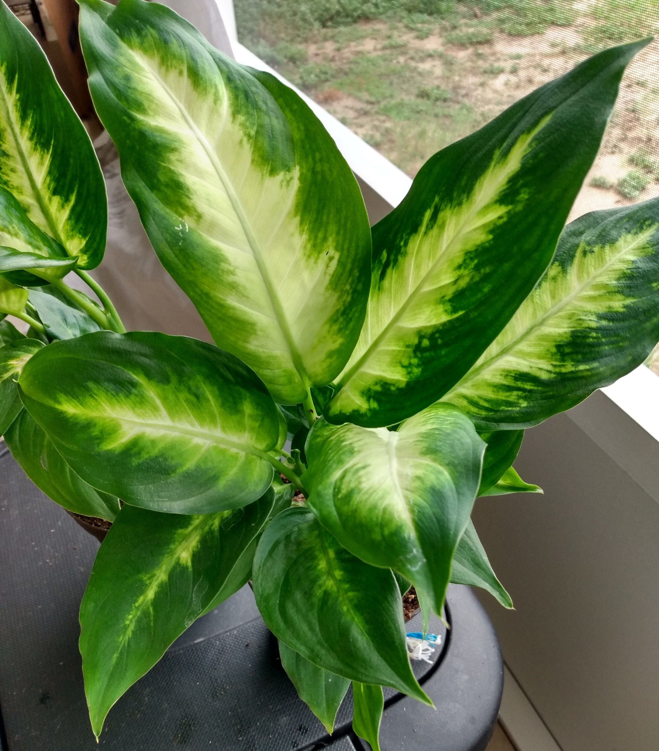 Dieffenbachia Camille Plant: Small Rooted Plant + Free Cutting