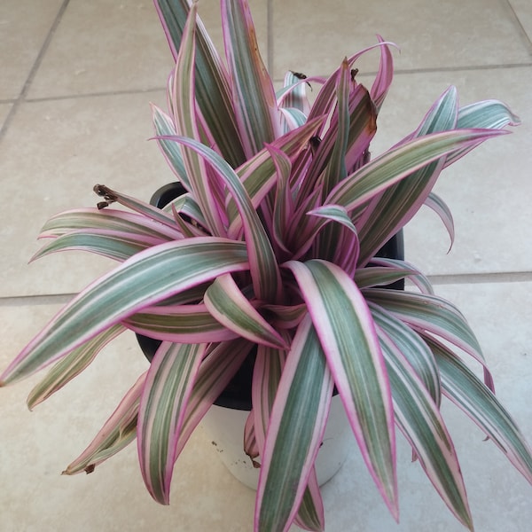 Tradescantia Spathacea: iniciador de plantas de ostras