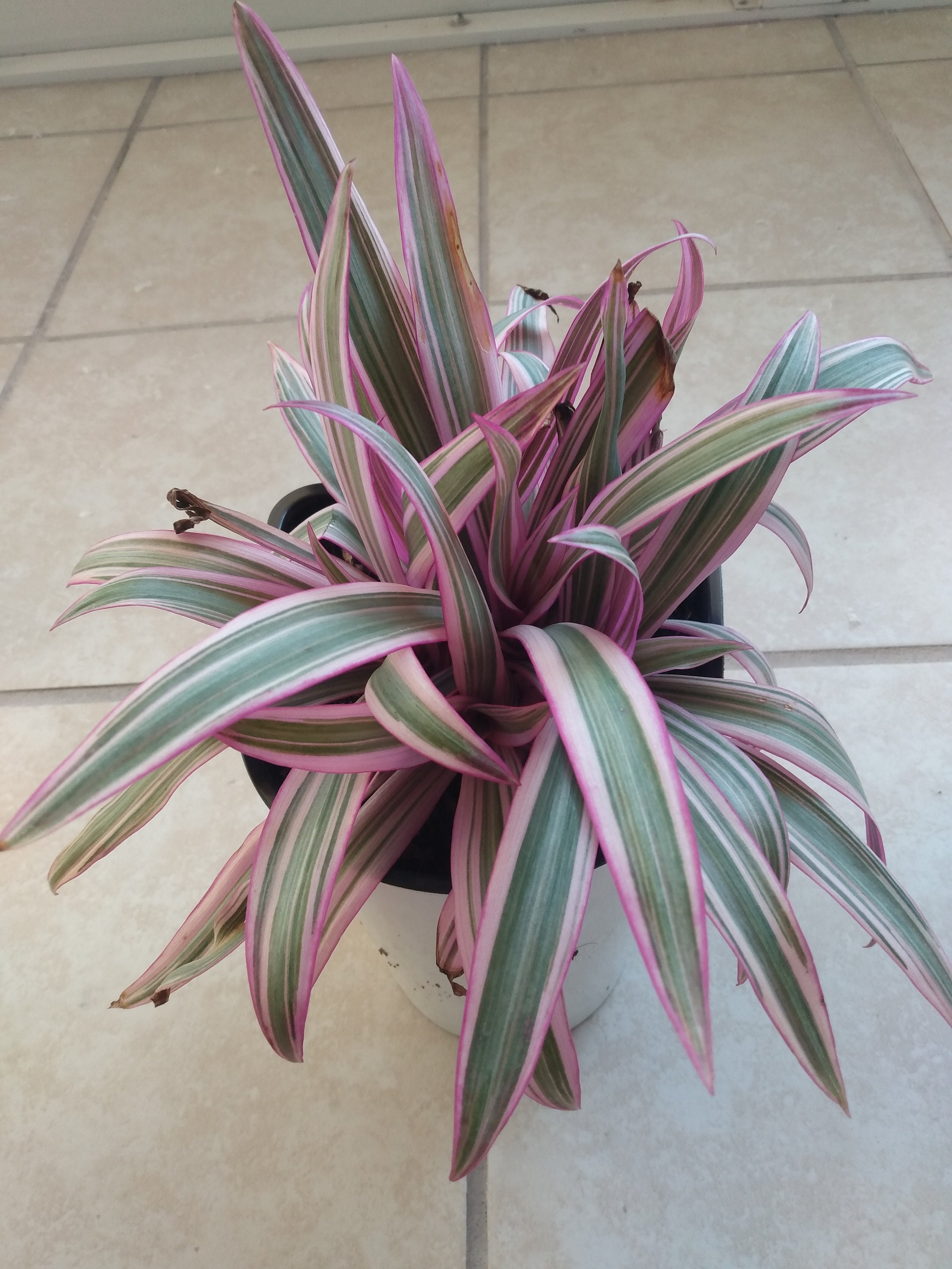 Tradescantia Spathacea: Oyster Plant Starter + Free Cutting