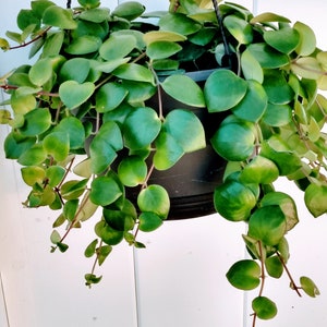 Pink Pass on Lipstick Plant – Starter Plant
