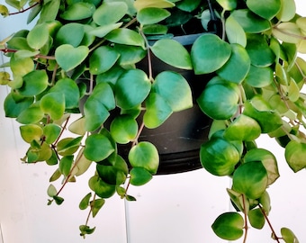 Pink Pass on Lipstick Plant – Starter Plant