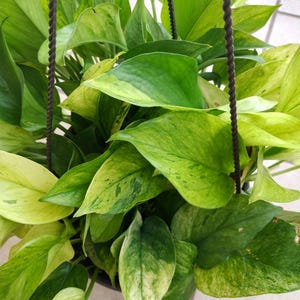 May include: A hanging basket overflowing with a vibrant pothos plant. The leaves display a mix of bright green and creamy yellow variegation. The plant is suspended by dark brown rope.