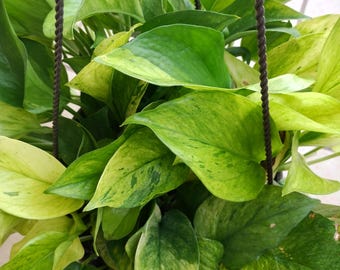 Rare Neon Marble Pothos Cutting: Rooted Plant