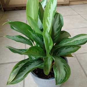 May include: A potted green and silver plant with long, pointed leaves. The plant is in a gray pot with a textured surface.
