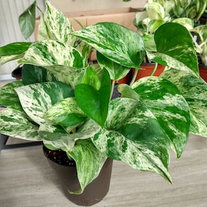 May include: A potted marble queen pothos plant with green and white variegated leaves. The plant is in a brown plastic pot.