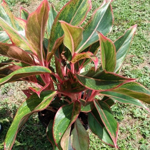 Aglaonema Siam Aurora - Firecraker aglaonema - 1 small rooted plant + 1 free cutting