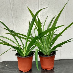 Spider plant - Green Shamrock spider plant - 1 small plant rooted + 1 cutting rooted free