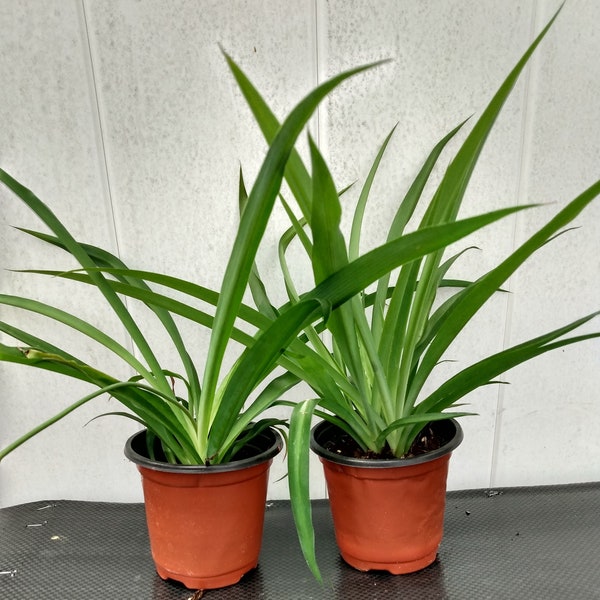 Spider plant - Green Shamrock spider plant - 1 small plant rooted + 1 cutting rooted free