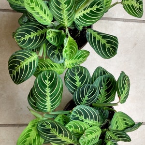 Prayer Plant Marisela Maranta leuconeura- 1 small rooted plant + 1 free cutting