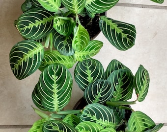 Marisela Prayer plant Maranta leuconeura 1 small plant roooted + 1 cutting free