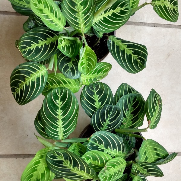 Marisela Prayer plant Maranta leuconeura 1 small plant roooted + 1 cutting free