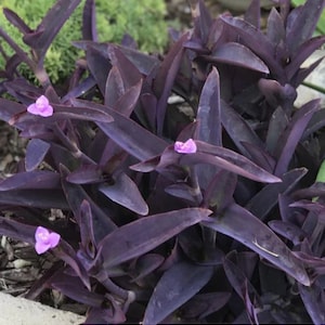 Purple Heart - Setcreasea Pallida- 1 small rooted plant  + 1 free cutting rooted