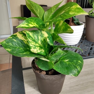 Golden Pothos Plant: Rooted Cutting + 1 Free Cutting