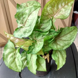 Cream Allusion Syngonium -1 rooted small plant + 1 free cutting