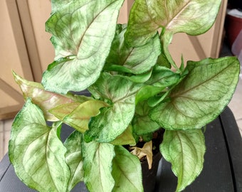 Cream Allusion Syngonium -1 rooted small plant + 1 free cutting