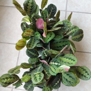 Maranta Leuconeura Red Prayer Plant -- 1 rooted small plant  + 1 free cutting
