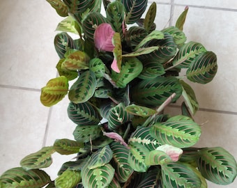 Red Prayer Plant Maranta Leuconeura: Rooted Plant