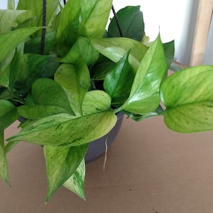 May include: A hanging plant with variegated green and yellow leaves. The plant is in a brown pot and is hanging from a black string.