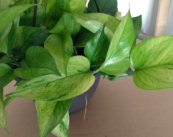 Pothos Jade - 1 small rooted plant  + 1 free cutting