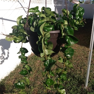 Hoya Hindu Rope - 1 small rooted plant
