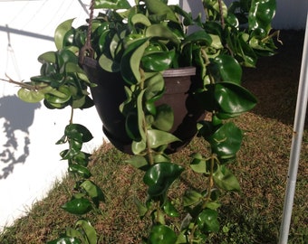 Hoya Hindu Rope - 1 small rooted plant
